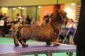 Crufts2010 719